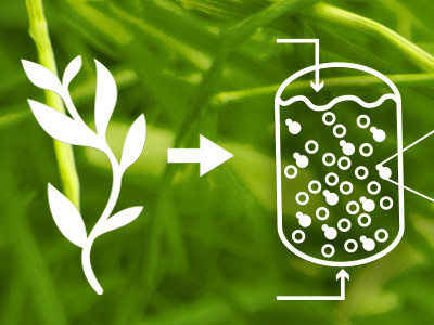 Industrial Biotechnology and Industrial Fermentation
